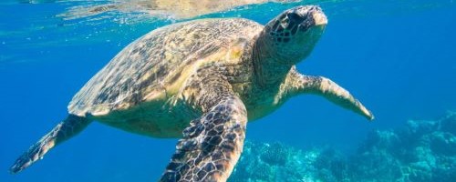 Ninja Turtles at Falassarna beach in Crete