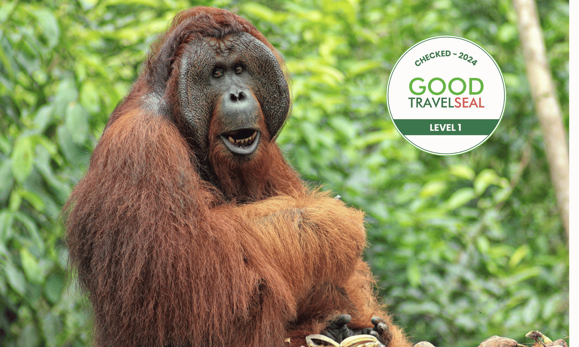 Borneo Primate Tour - Orangutan Applause - Indonesia