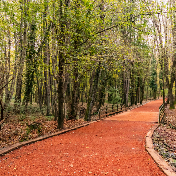 Belgrad Ormanı (Belgrad Forest)