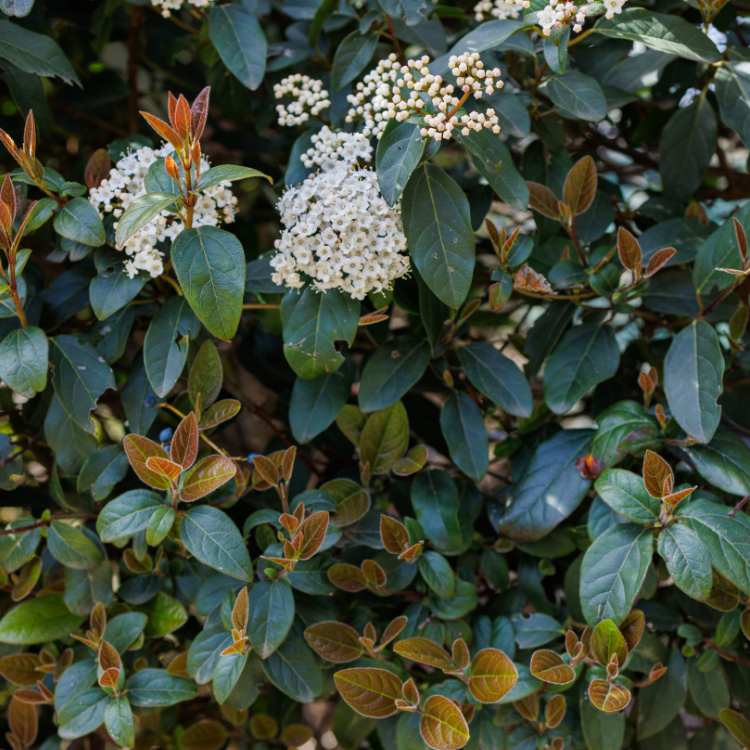 Nezahat Gökyiğit Botanik Bahçesi (Nezahat Gökyiğit Botanical Garden)