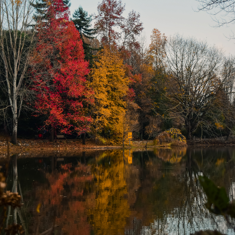 Atatürk Arboretumu (Atatürk Arboretum)