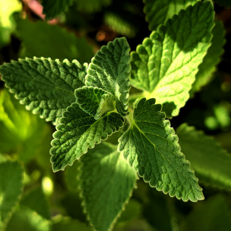 Zeytinburnu Tıbbi Bitkiler Bahçesi (Zeytinburnu Medicinal Plant Garden)