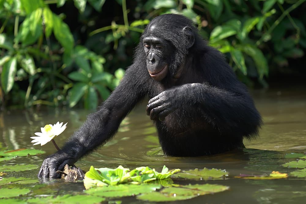 1. Bonobo Forest Wildlife Encounter