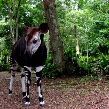 5. Okapi Conservation & Research Journey