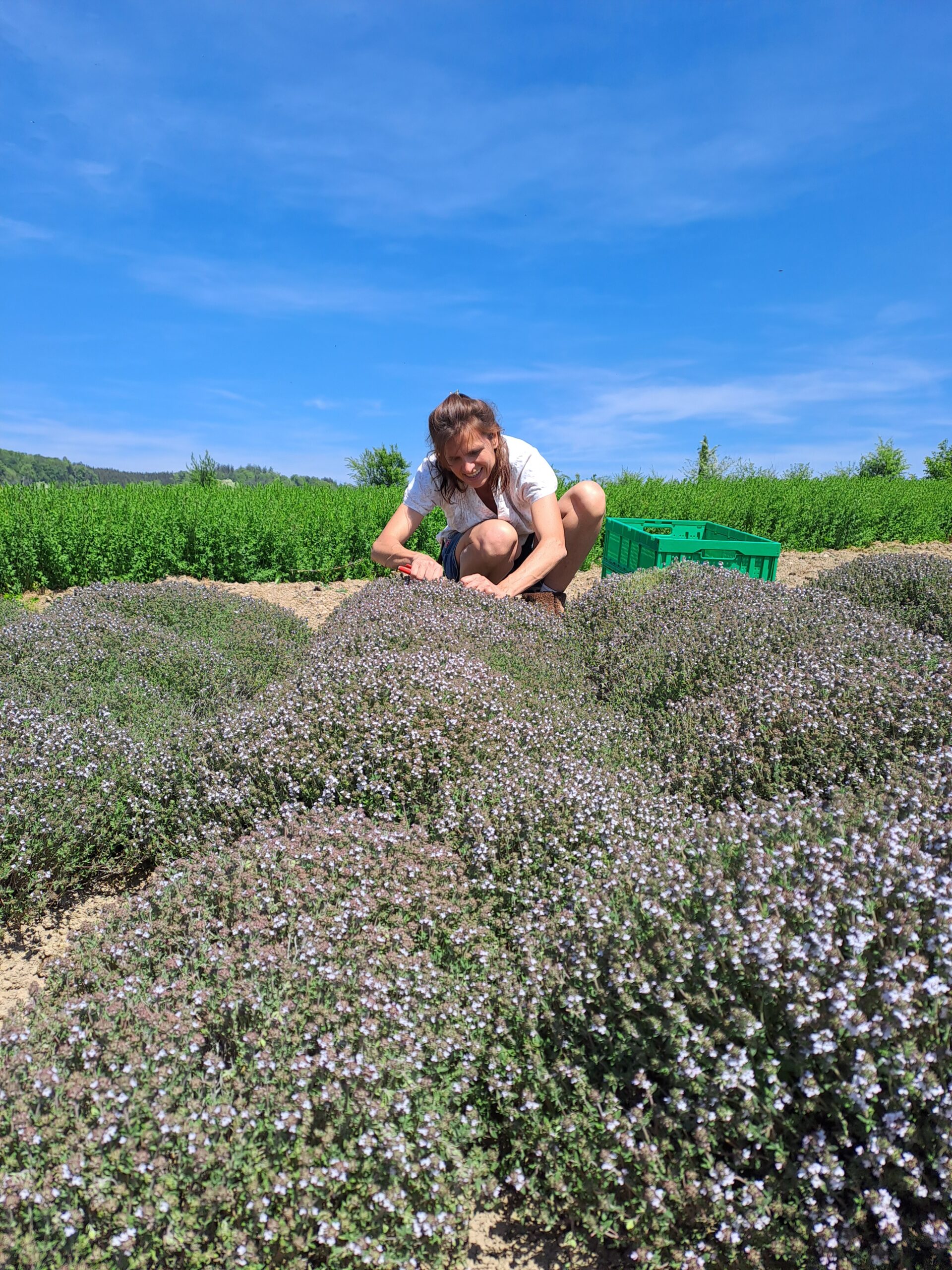 2. Herb Weeks on Western Lake Constance