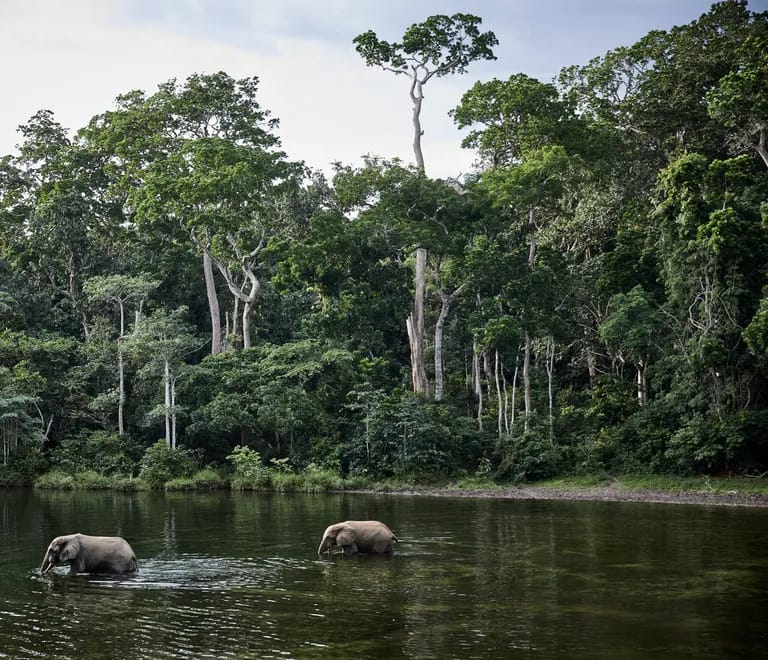 2. Congo Basin Rainforest Expedition